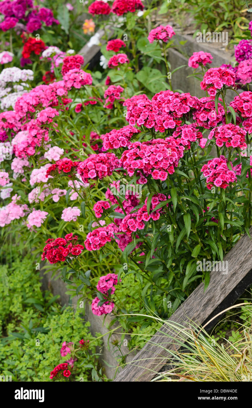 Sweet William (Dianthus barbatus) Banque D'Images