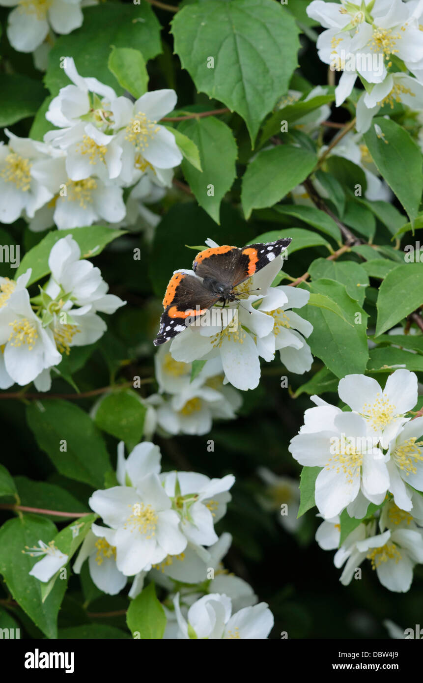 Vulcain (Vanessa atalanta) et seringat (Philadelphus) Banque D'Images