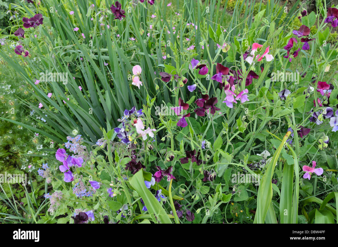 Pois de senteur (Lathyrus odoratus) Banque D'Images