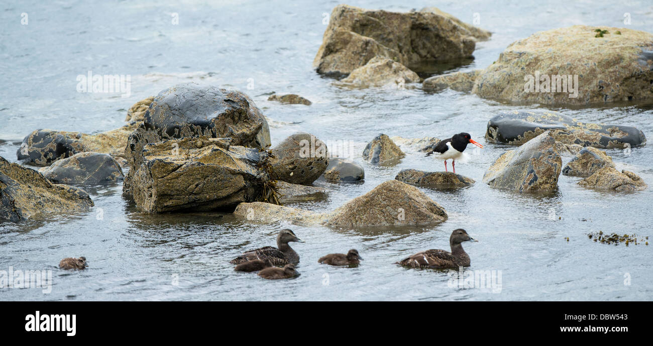 Huîtrier pie et Eider Banque D'Images