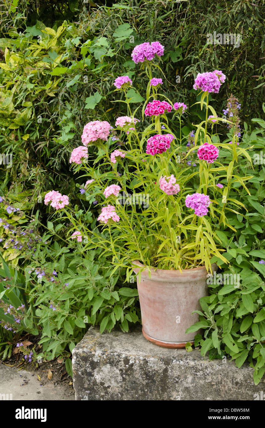 Sweet William (Dianthus barbatus) Banque D'Images