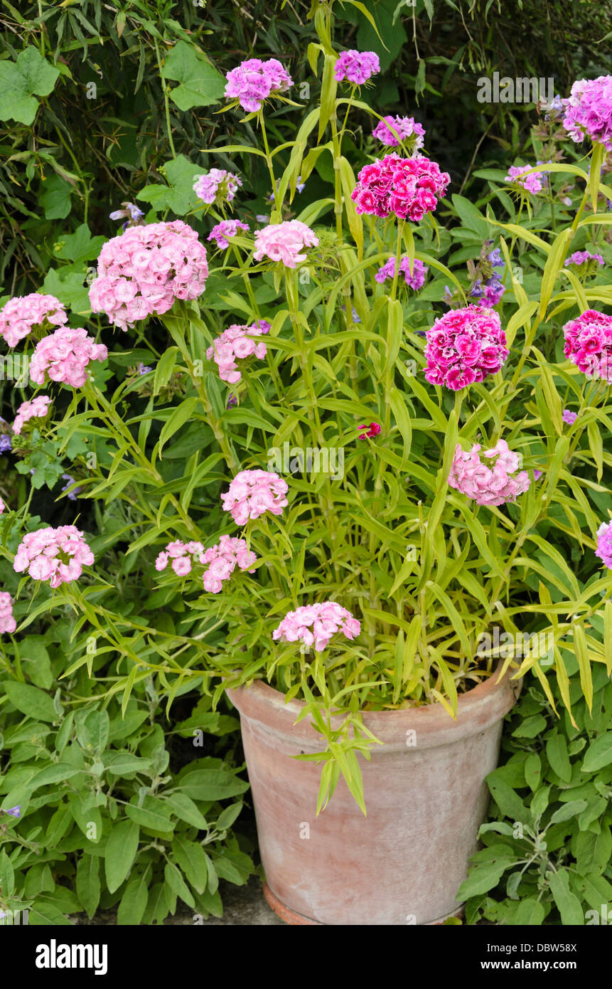 Sweet William (Dianthus barbatus) Banque D'Images