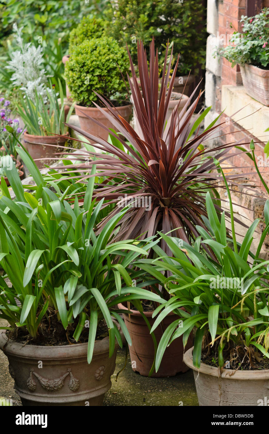 Cordyline australis (arbre chou 'Purpurea') et Africains (lily Agapanthus) Banque D'Images