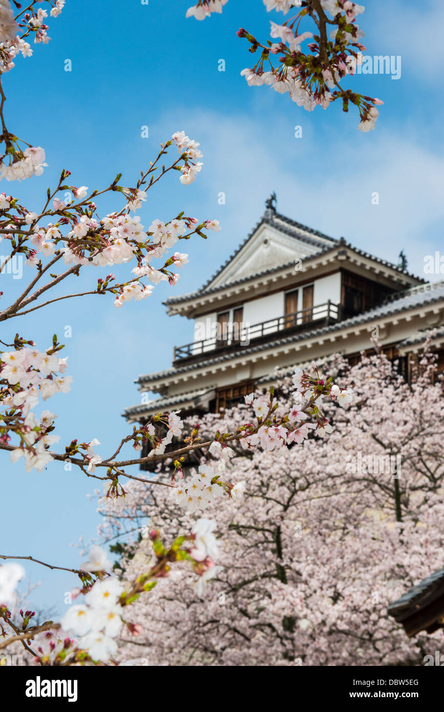 Fleur de cerisier dans le château de Matsuyama, Shikoku, Japon, Asie Banque D'Images