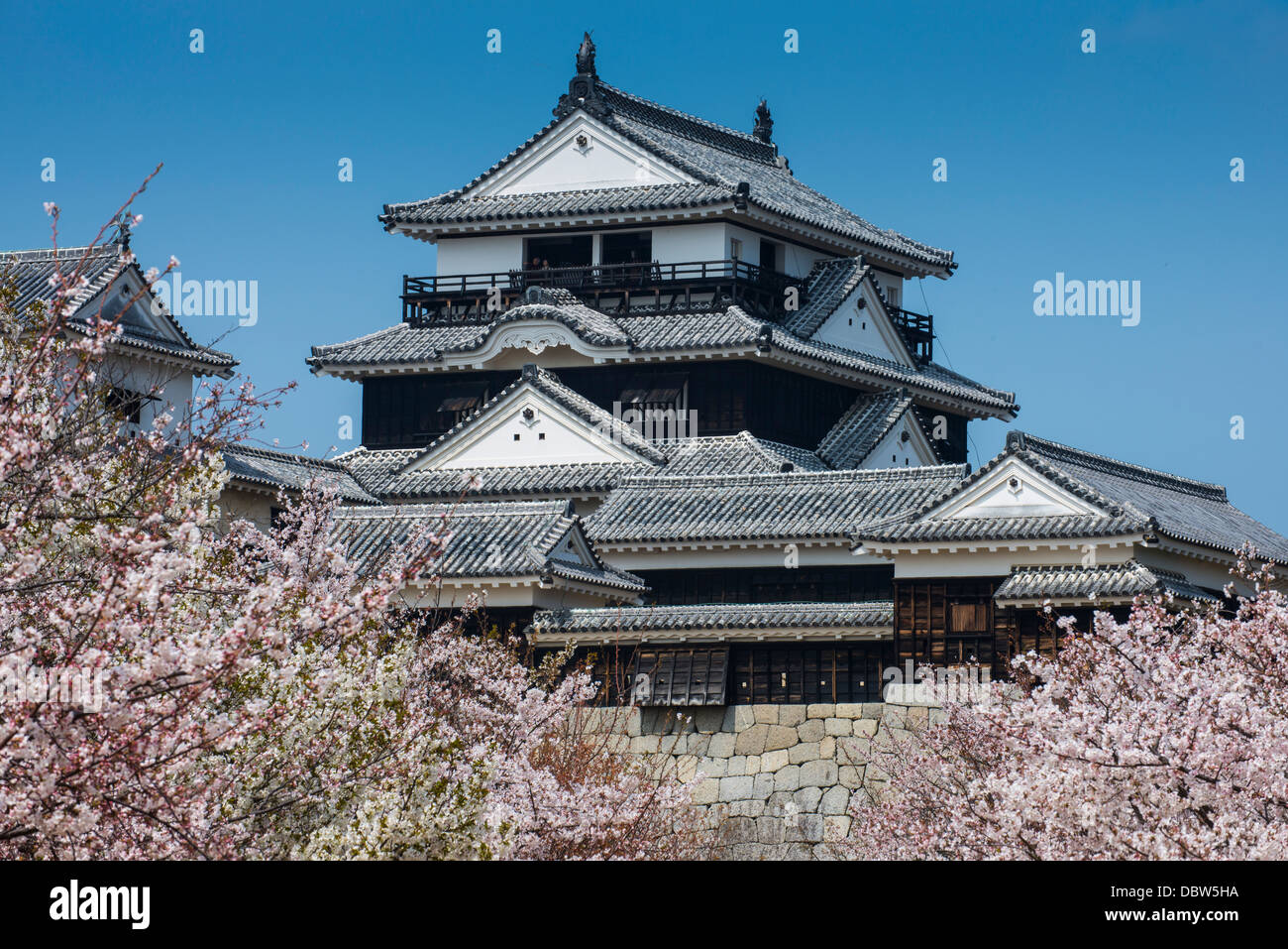 Fleur de cerisier et le château de Matsuyama, Shikoku, Japon, Asie Banque D'Images
