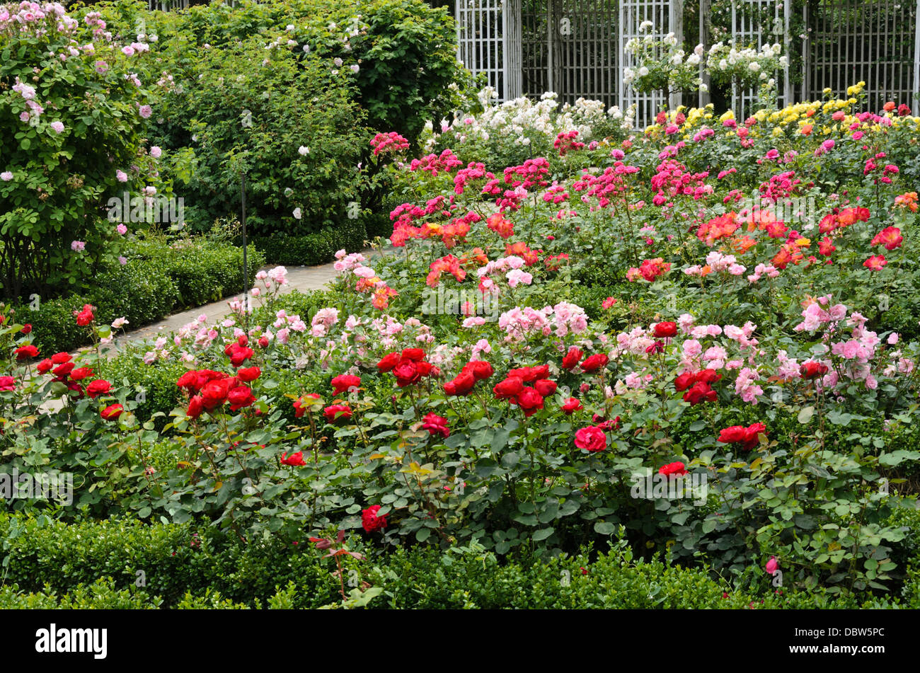 jardin de roses Banque D'Images