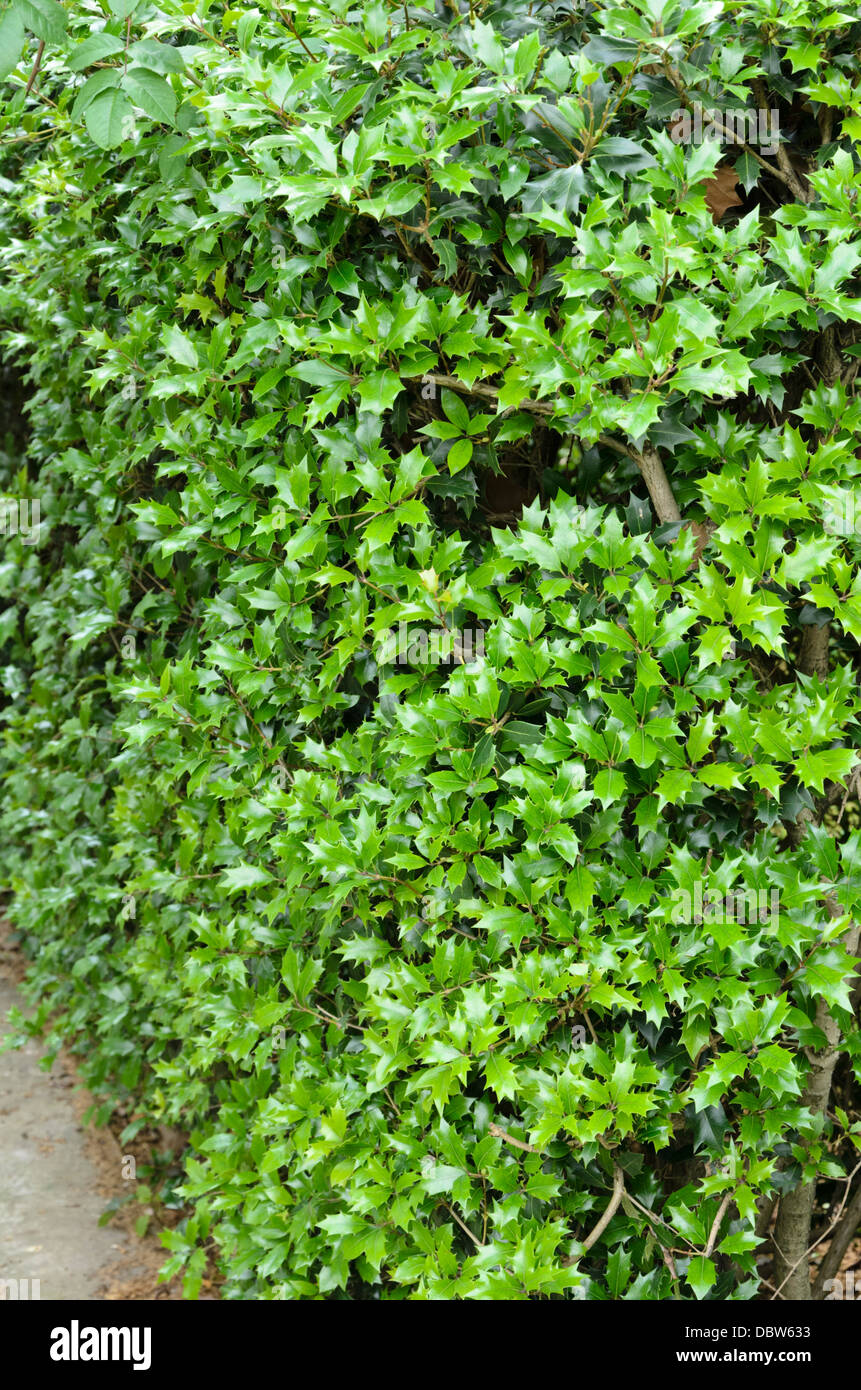 Le houx (ilex) Banque D'Images