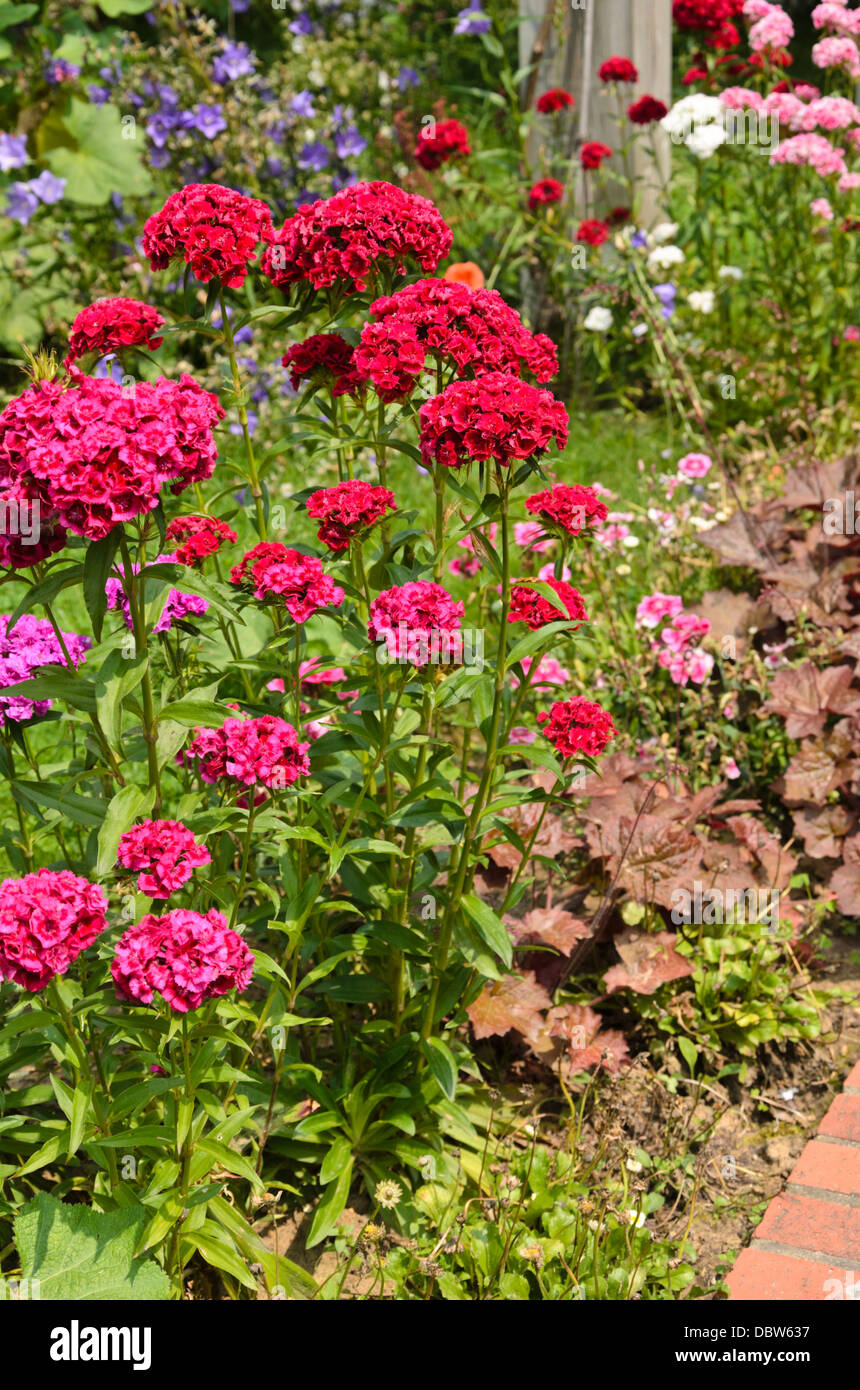 Sweet William (Dianthus barbatus) Banque D'Images