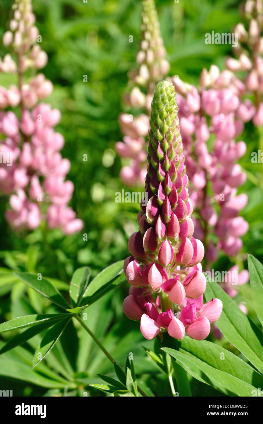 Lupins Banque D'Images