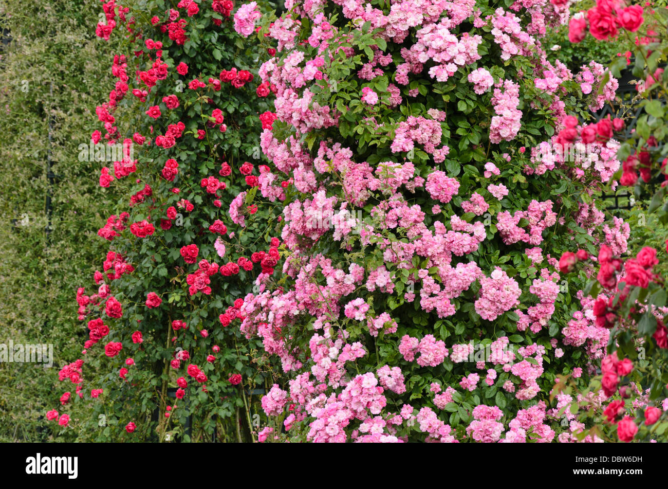 La ligne rose (Rosa Mistress F.W. Vol) et multiflora rose (Rosa Paul's Scarlet Climber) Banque D'Images