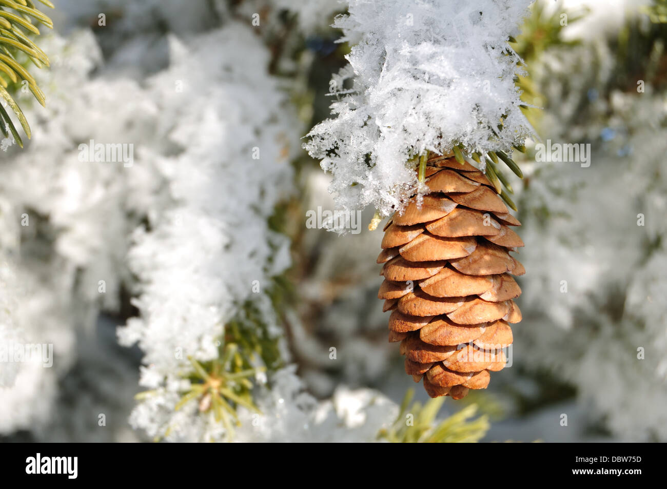 Cône de pin sur la branche couverte de neige en hiver Banque D'Images