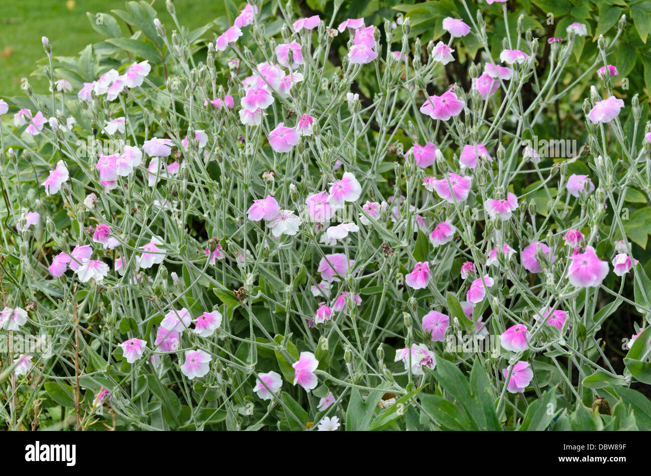 Rose de la couronne (Lychnis coronaria 'Angel's blush' syn. Silene coronaria 'Angel's blush') Banque D'Images