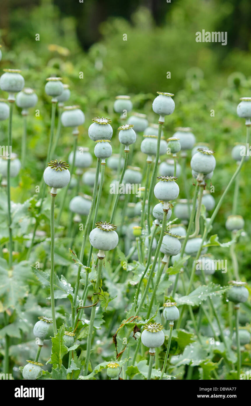 Du pavot à opium (Papaver somniferum) Banque D'Images