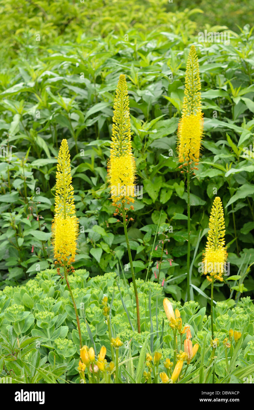 Eremurus stenophyllus sétaire verte (Lily) Banque D'Images