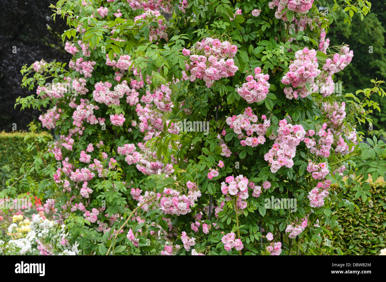 Blush rambler rambler (rosa) Banque D'Images