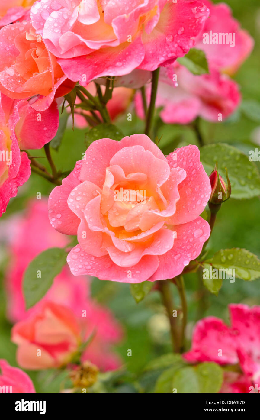 Shrub rose (Rosa herzogin friederike) Banque D'Images