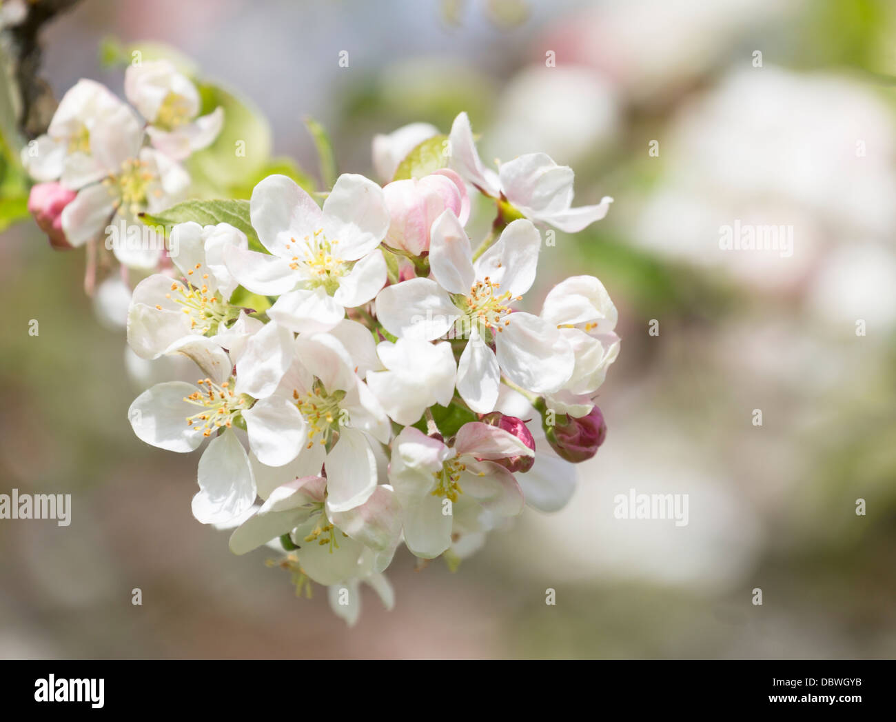 Malus domestica - Apple Blossom Banque D'Images