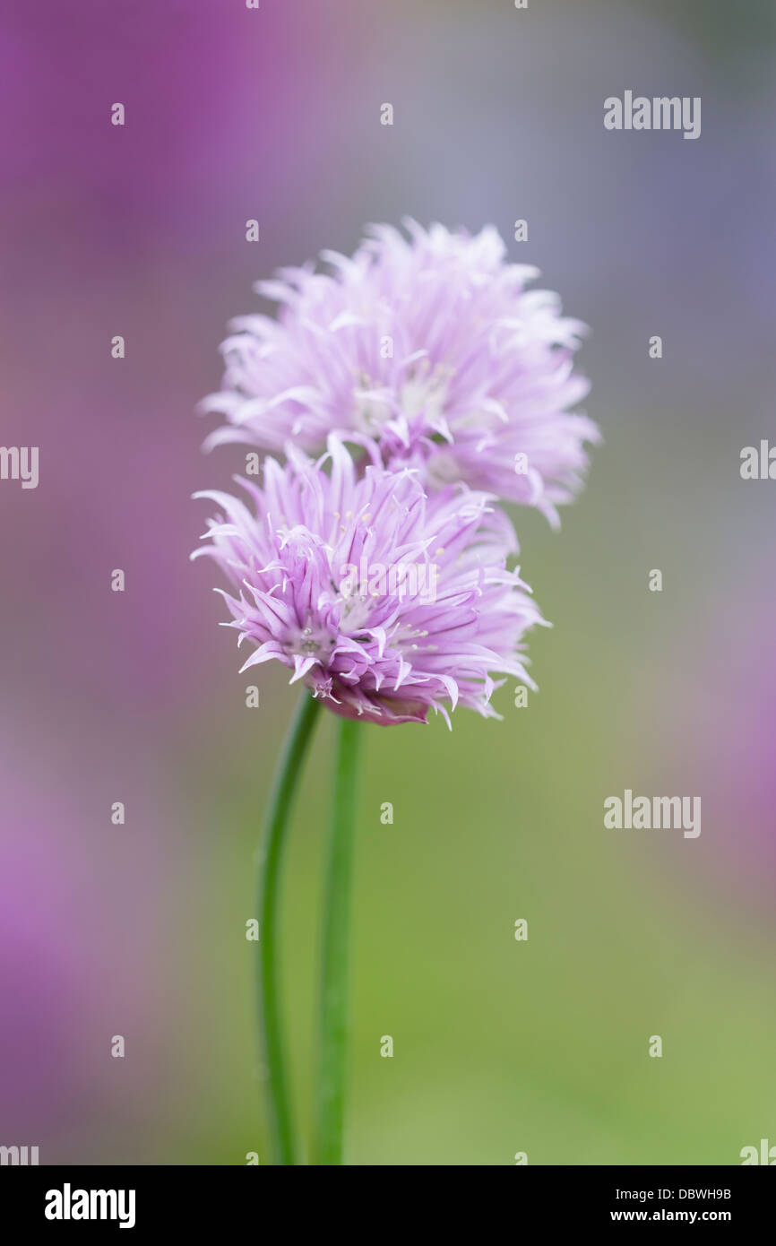 Allium schoenoprasum - Ciboulette Fleurs Banque D'Images