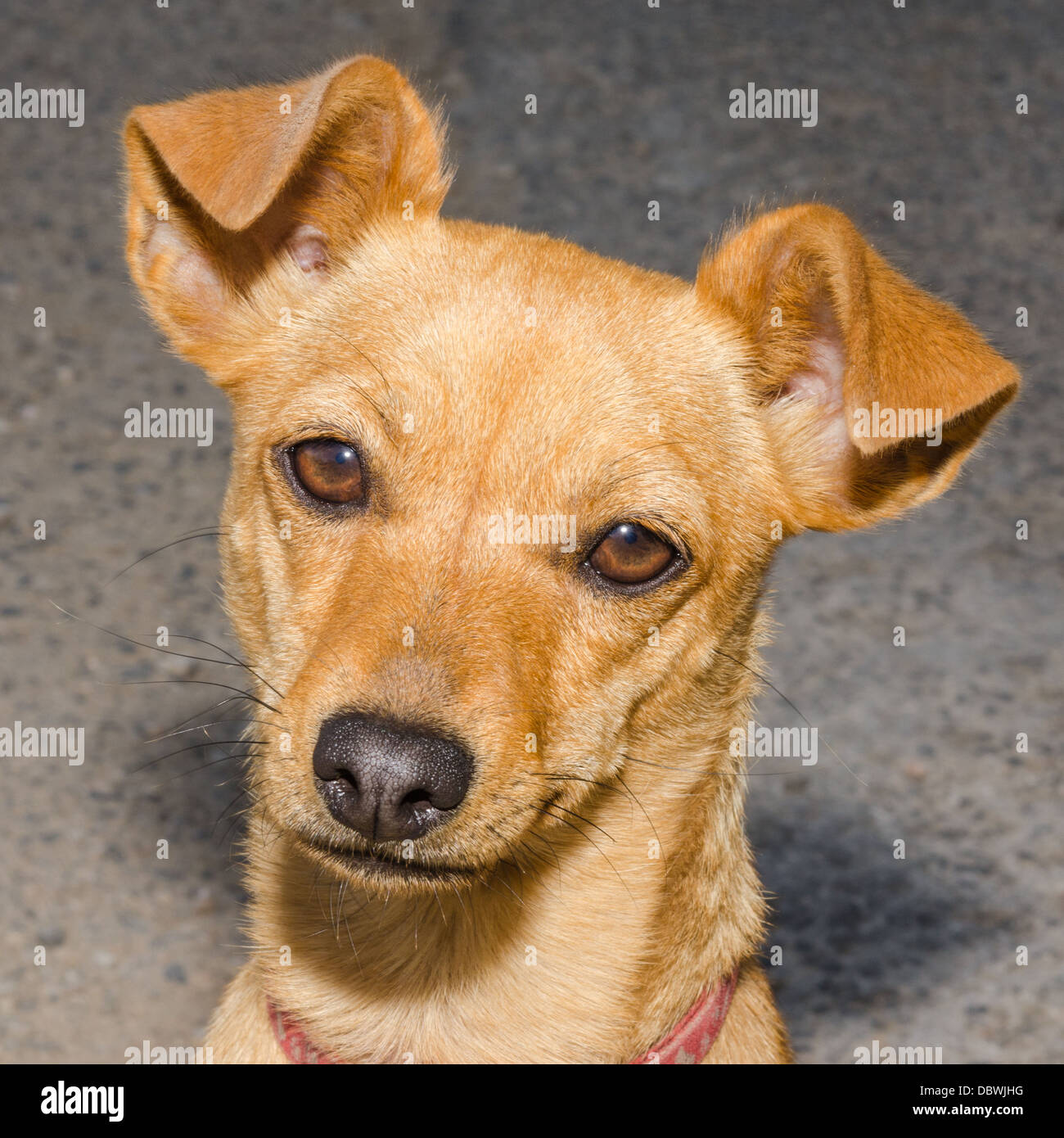 Sans-abri mignon chiot gingembre de mongrel besoin d'une maison d'amis et un Banque D'Images