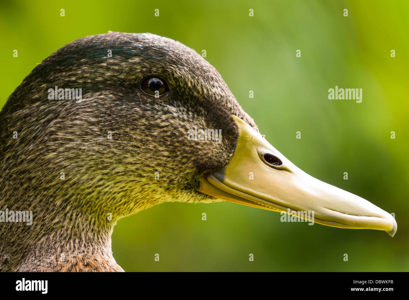 La tête d'un Canard colvert femelle contre un fond vert diffus. Banque D'Images