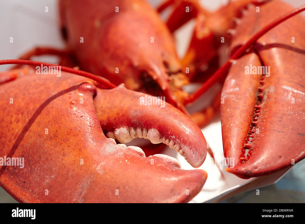 Un petit homard du Maine, prêt à manger Banque D'Images