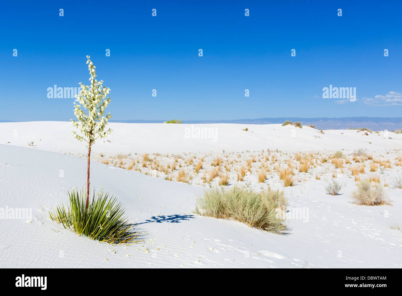 White Sands National Monument, près de Alamogordo, New Mexico, USA Banque D'Images