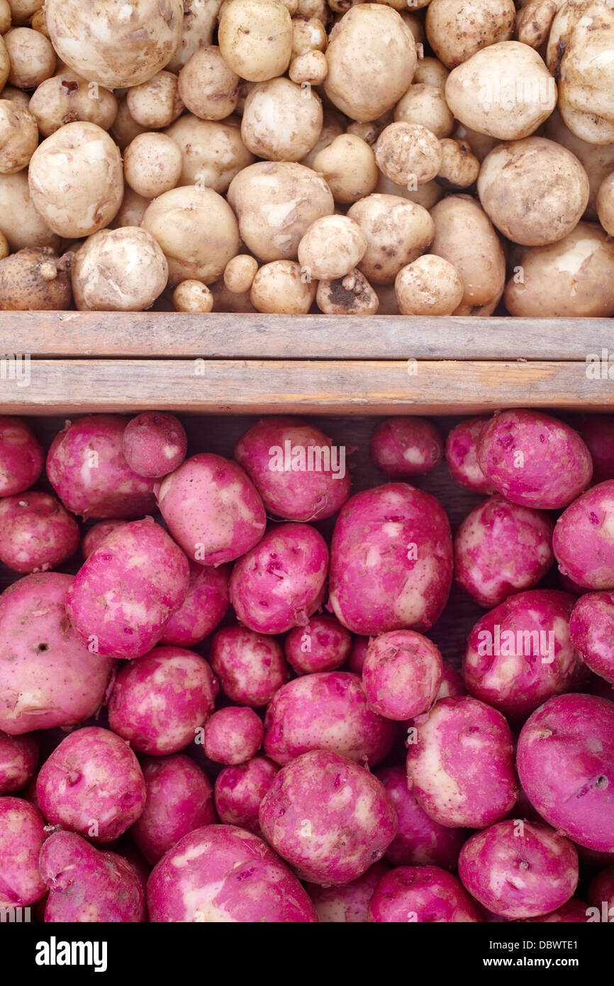 Pommes de terre rouges et blanches au New Hampshire Portsmouth le farmer's market Banque D'Images