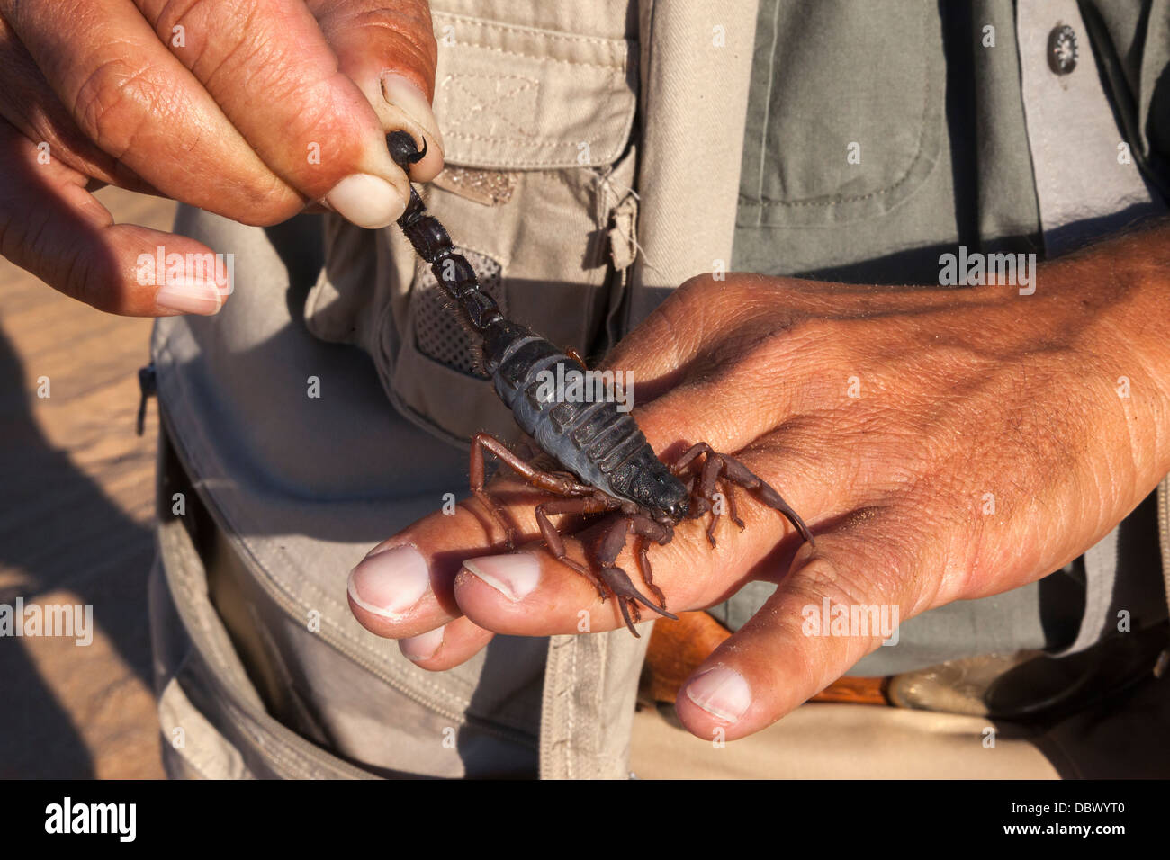 (Noir) thicktailed velu (Parabuthus scorpion villosus), Désert du Namib, Namibie, avril 2013 Banque D'Images
