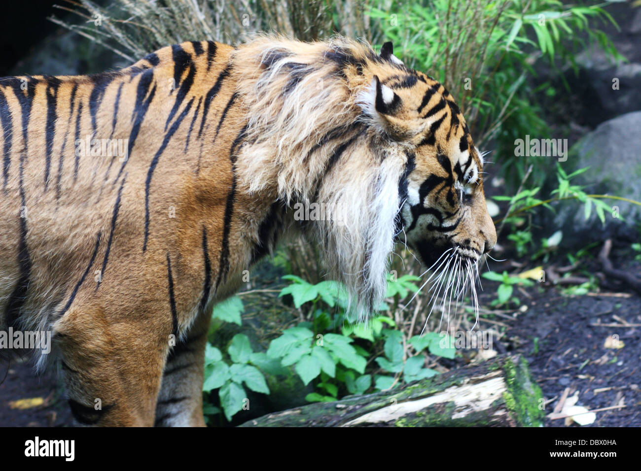 Tigre borgne looking sideways Banque D'Images