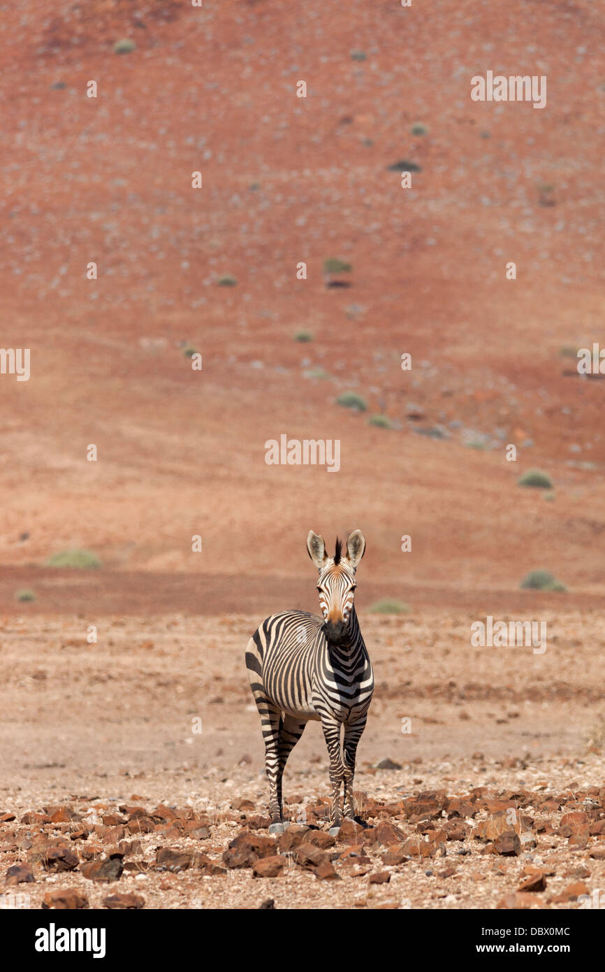 Zèbre de montagne de Hartmann (Equus zebra hartmannae,), de la région de Kunene, la Namibie, l'Afrique, Mai 2013 Banque D'Images