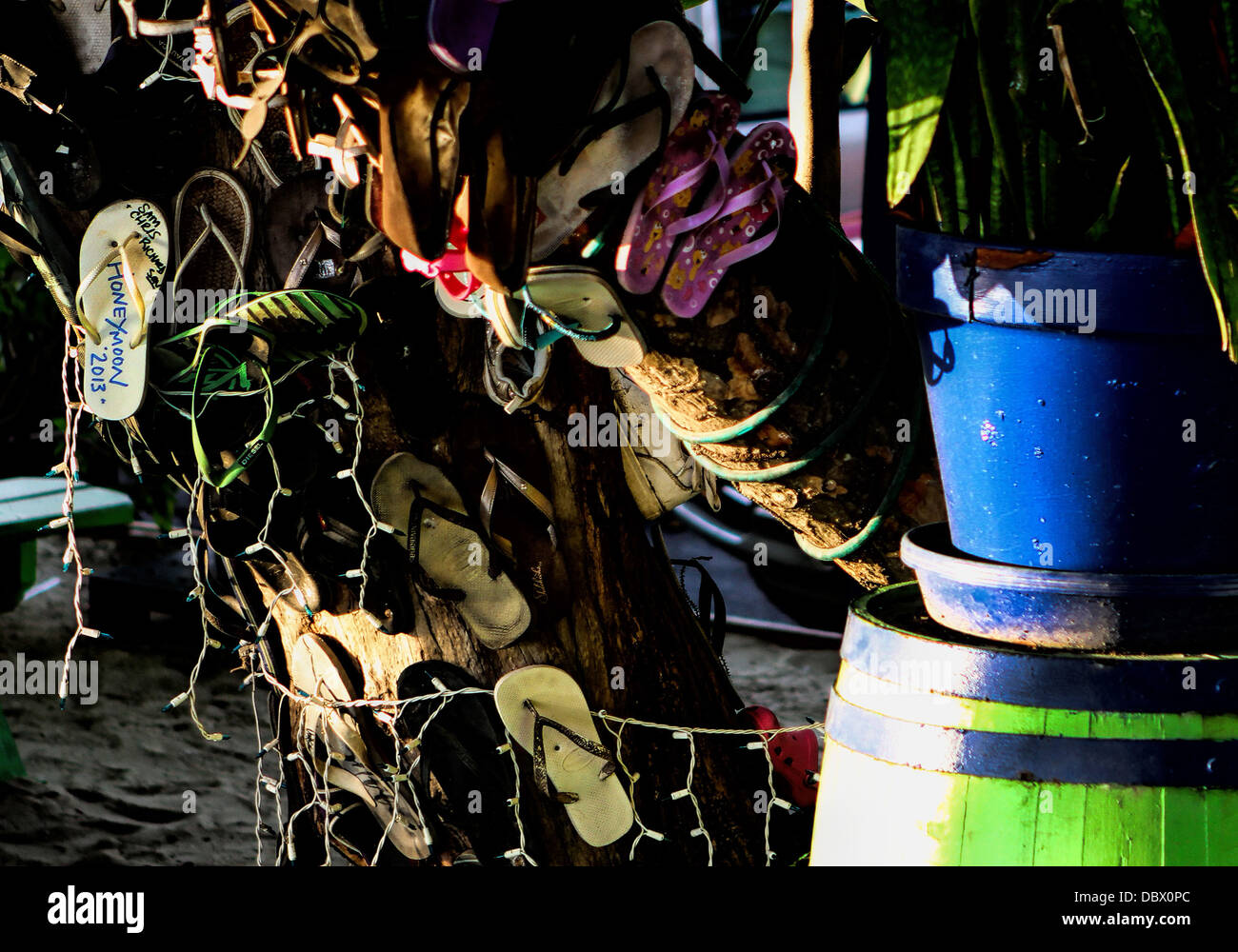 La chaussure de miel Banque D'Images