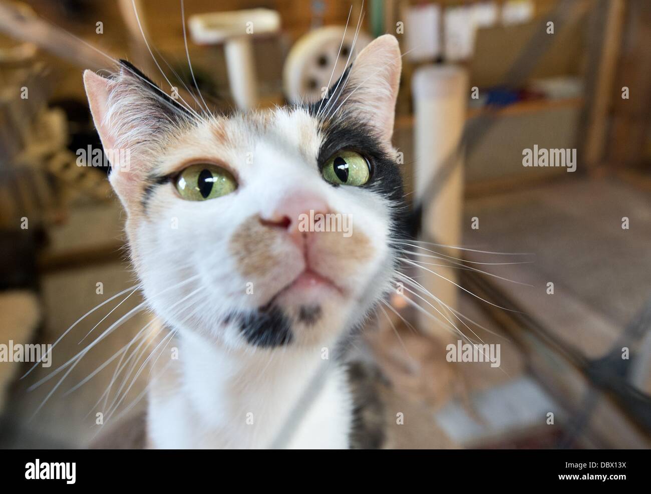 Un Chat Castre Se Penche Sur L Appareil Photo A Une Grange De L Organisation Vivant Dans Responsabilite Hosenfeld Allemagne Juillet 13 L Association A But Non Lucratif Offre Principalement Des Chats Et Chevaux