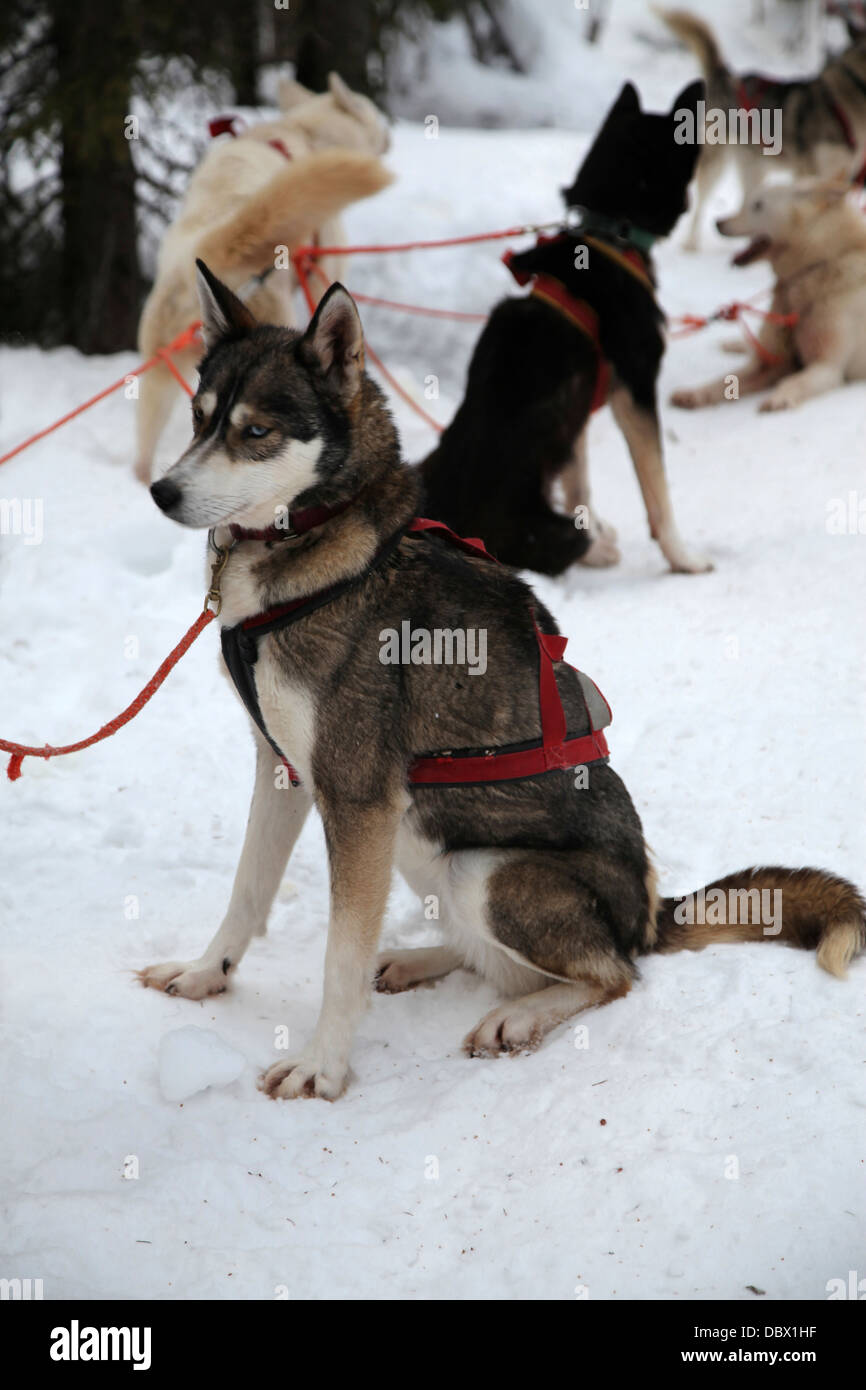 Une équipe de chiens se préparent à décoller dans la forêt de Laponie Banque D'Images