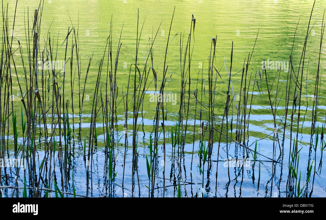 Lames de carex dans le calme paisible lac. Plitvice, Croatie Banque D'Images