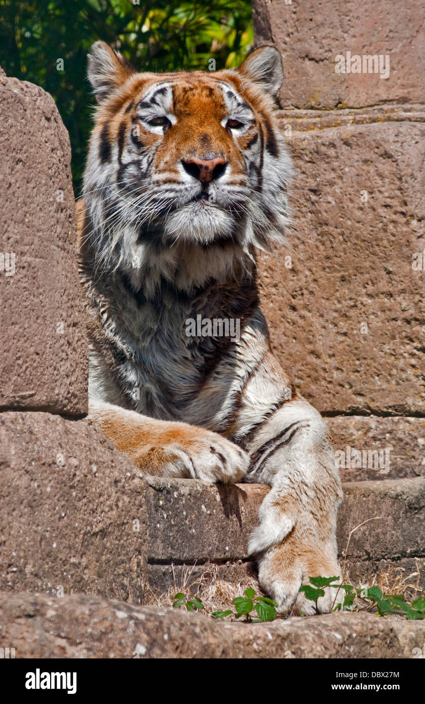 Aysha, tigre du Bengale (panther tigris tigris), Isle of Wight Zoo, Sandown, Isle of Wight, Hampshire, Angleterre Banque D'Images