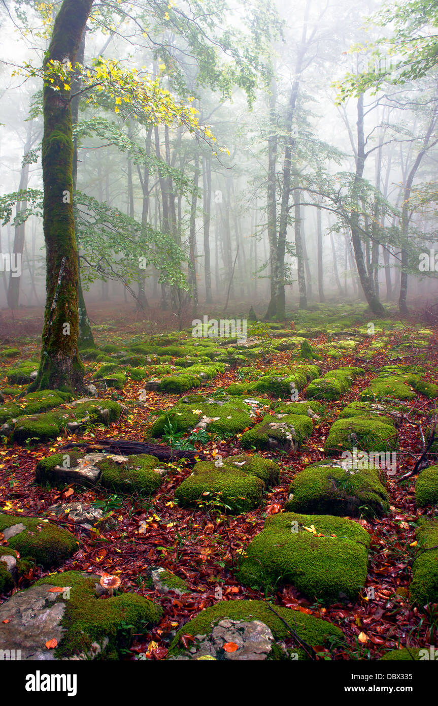 Chemin de roches sédimentaires en forêt de hêtres de brouillard Banque D'Images