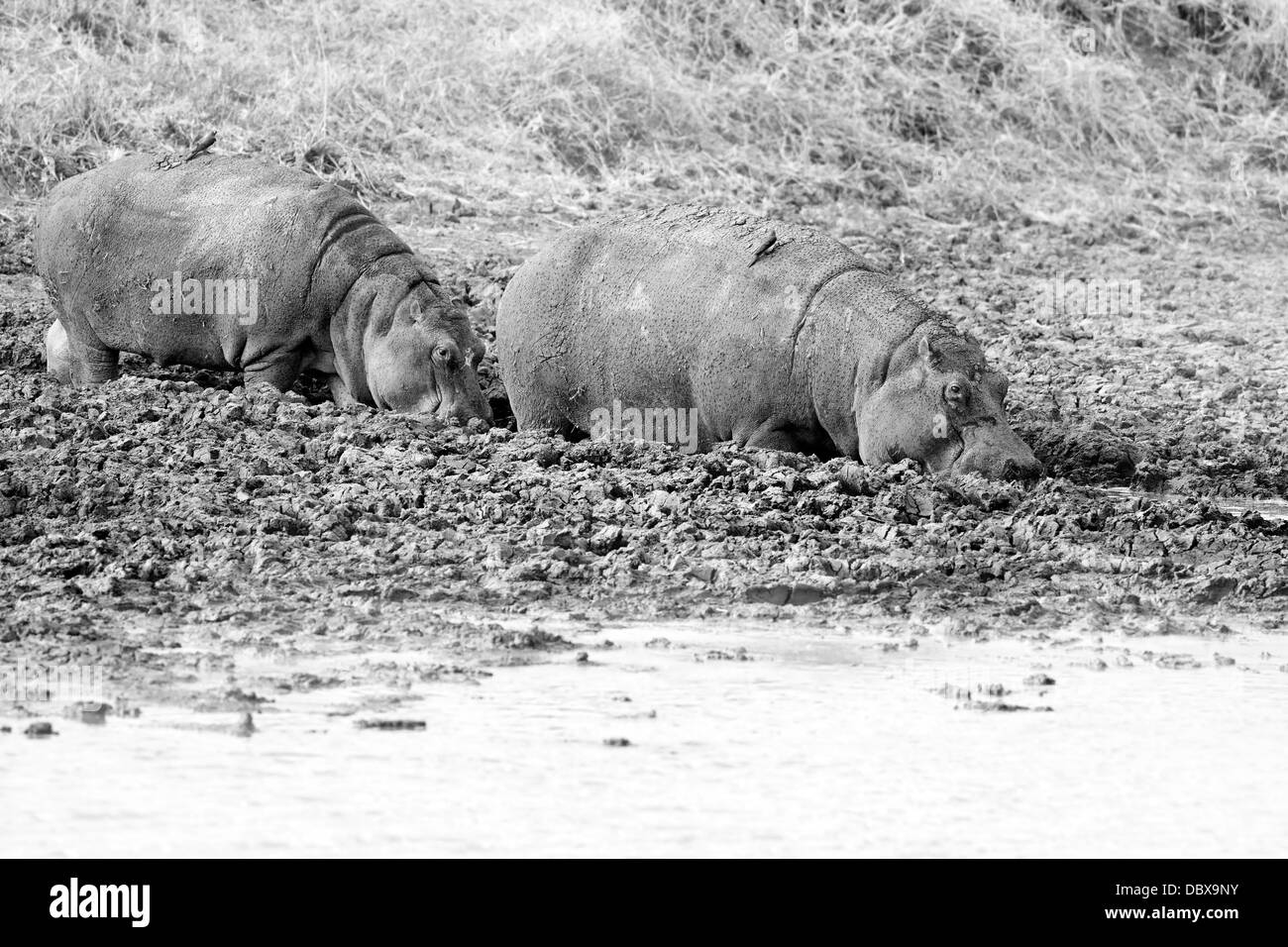 Hippopotame sauvage Banque D'Images