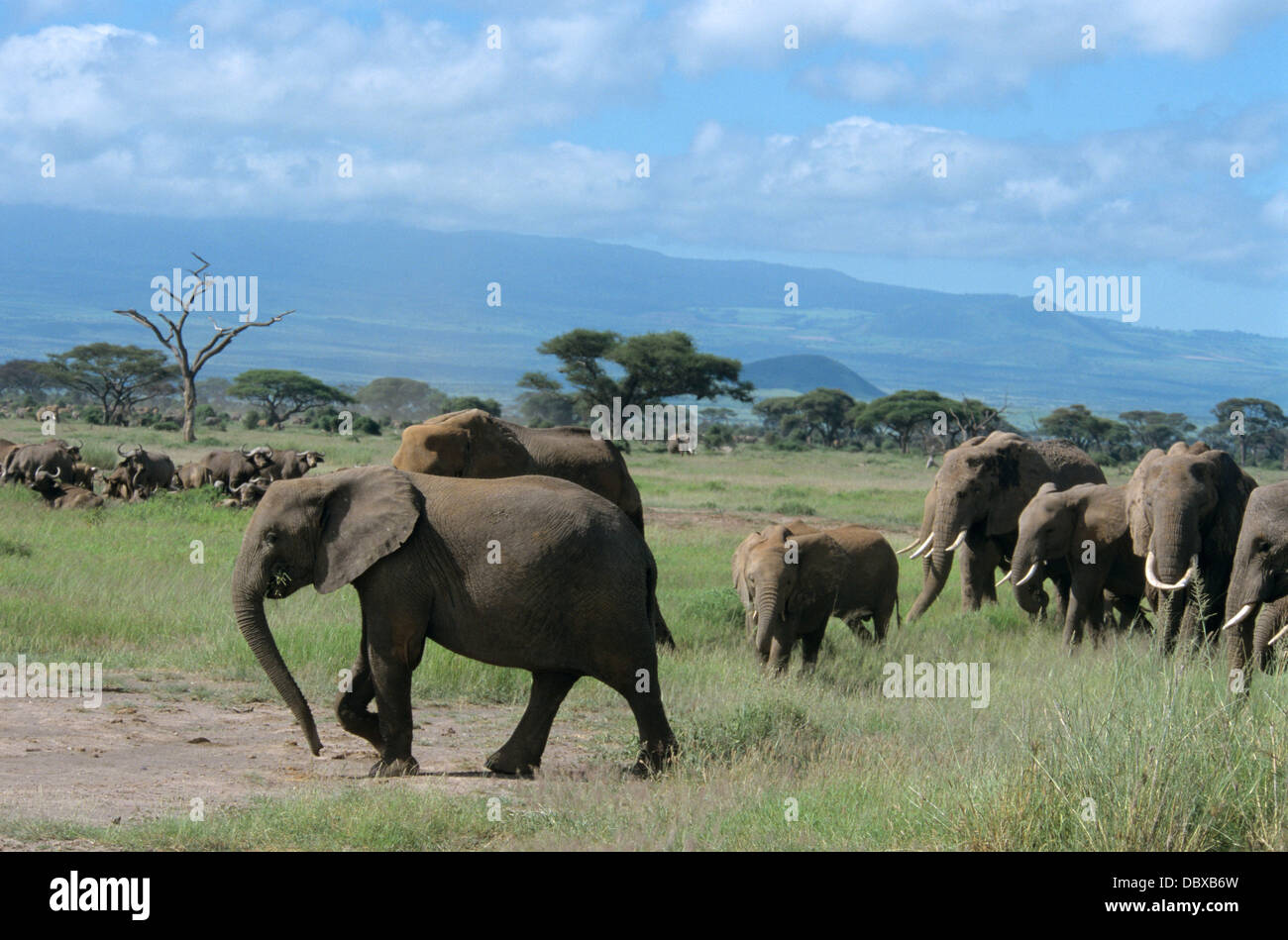 Afrique Kenya Parc national Amboseli troupeaux d'éléphants et buffle Banque D'Images