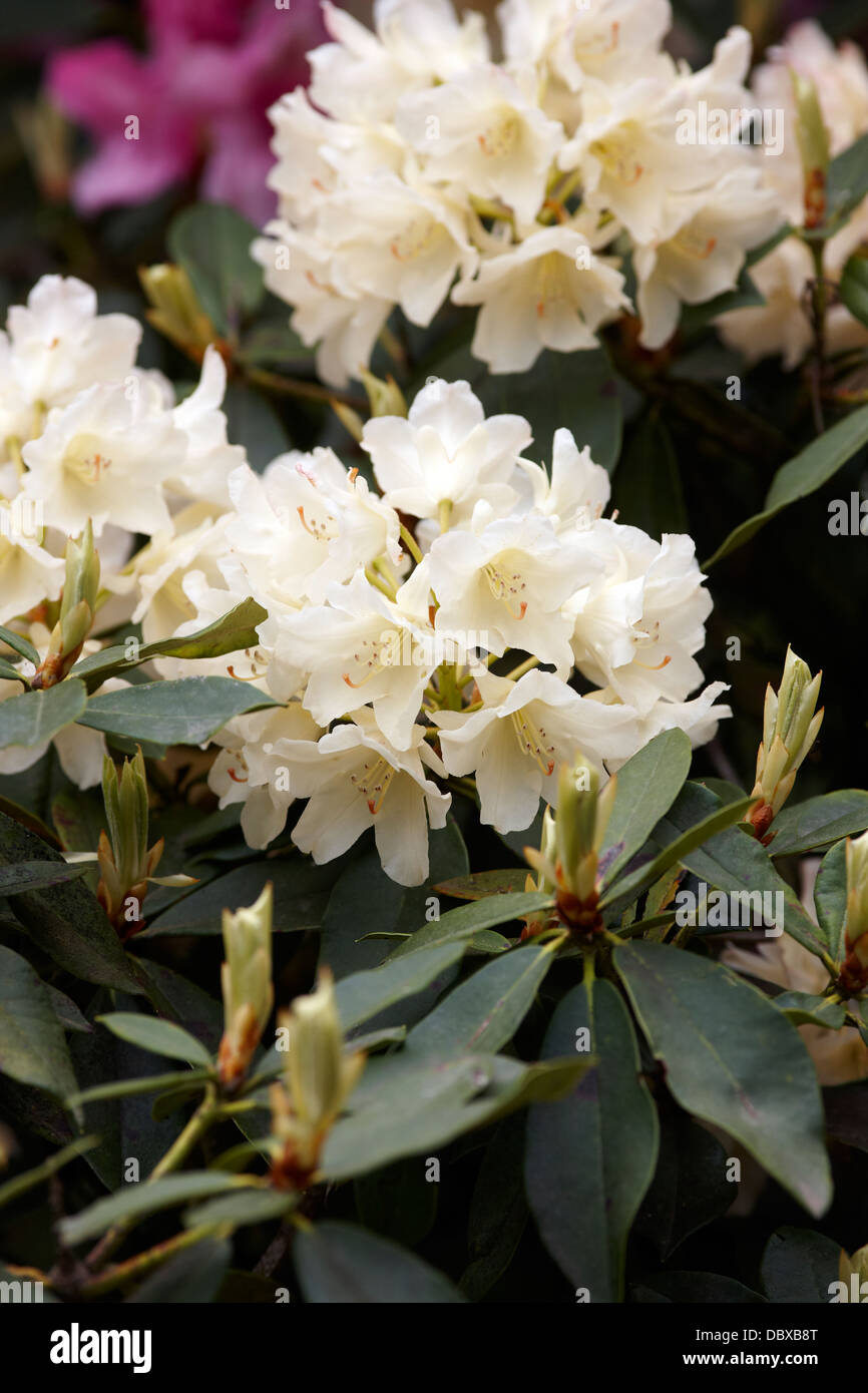 Rhododendron 'Golden Torch' Banque D'Images