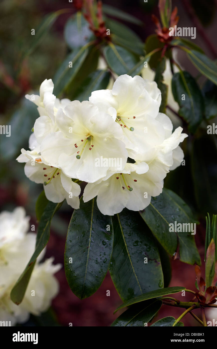Rhododendron 'Roza Stevenson" Banque D'Images