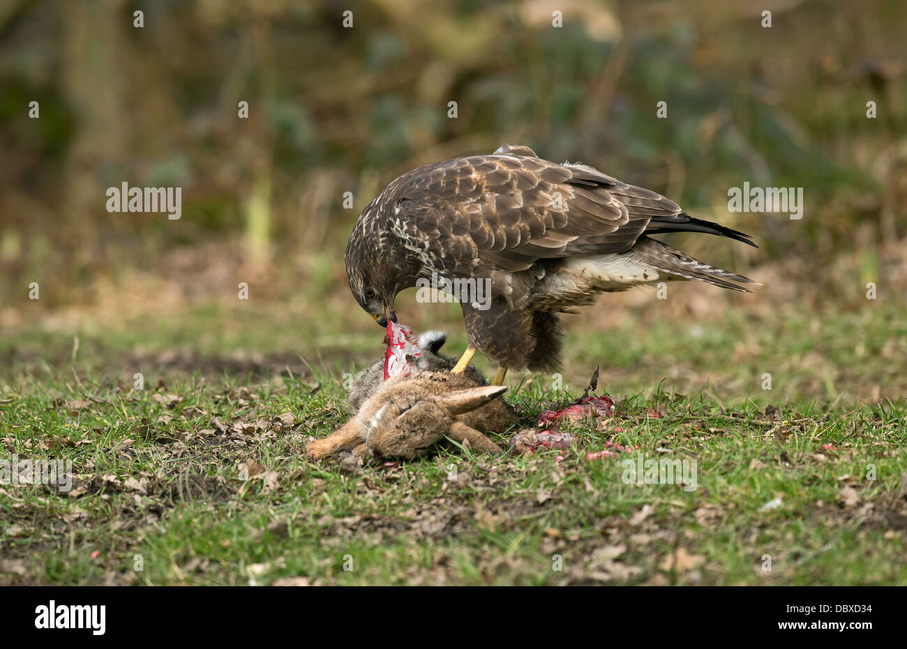 Buse variable lapin manger Banque D'Images