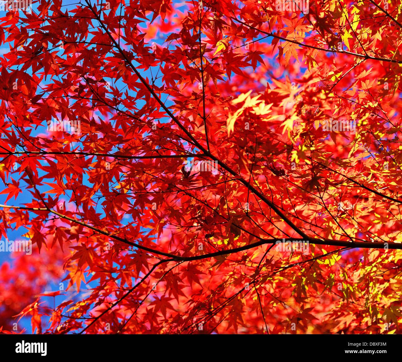 Feuillage d'automne les feuilles et les branches Banque D'Images