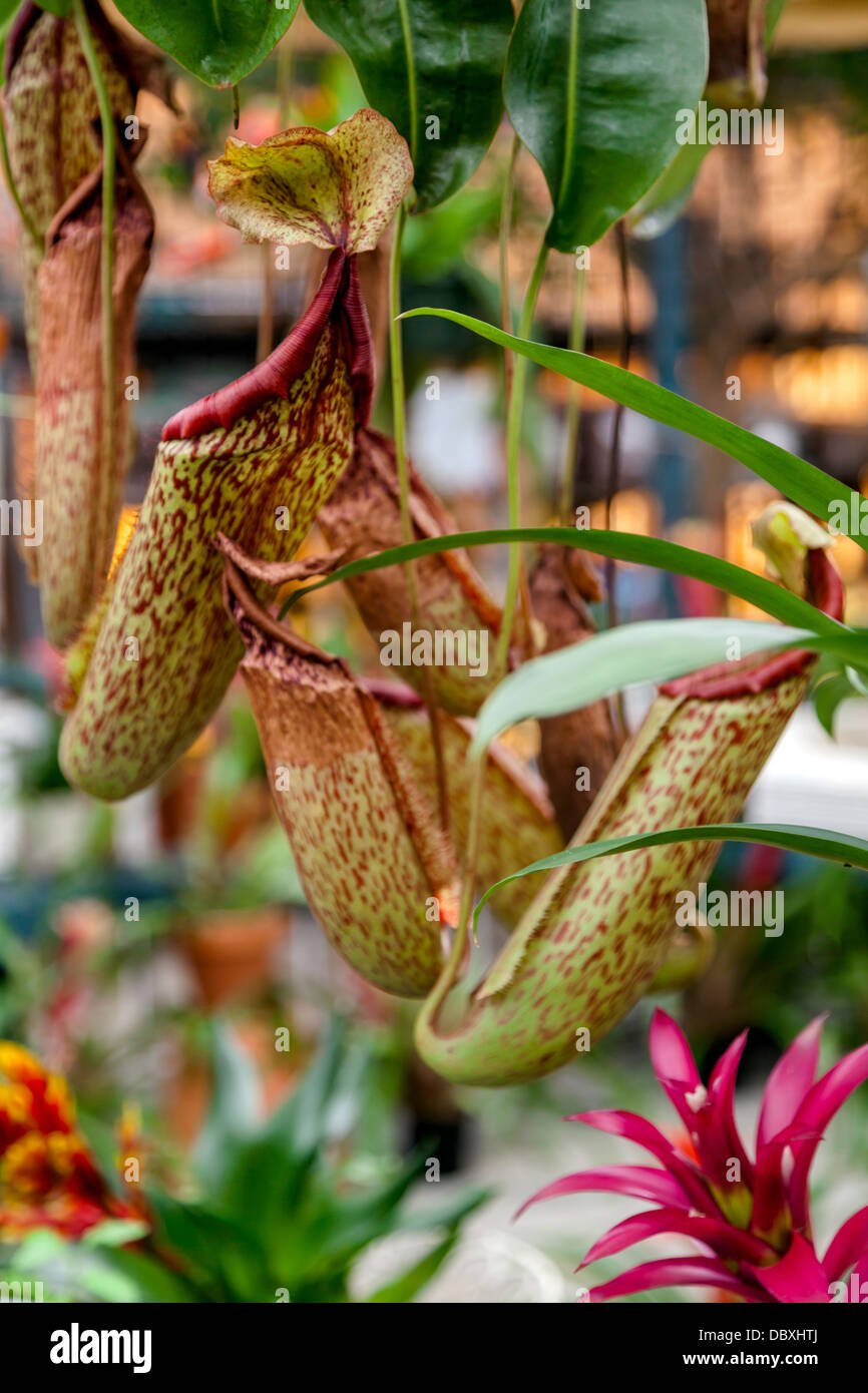 La sarracénie pourpre (Sarracenia) Une plante carnivore originaire du sud-est des États-Unis d'insectes dans les pièges cruches, Piège Piège. Banque D'Images