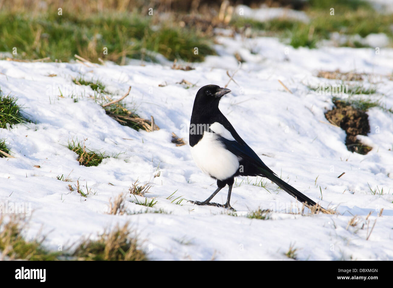 Un adulte (magpie Pica pica) marche à travers gelés et la neige-couvertes de marais sur l'île de Sheppey, Kent. Février. Banque D'Images