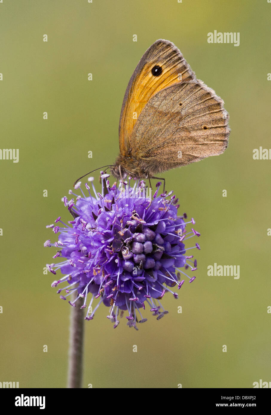 Meadow Brown Butterfly sur Scabious Banque D'Images