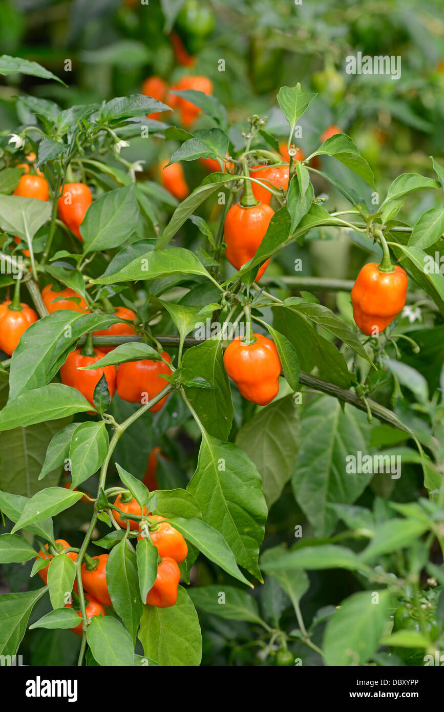 Chili Pepper : 'Capsicum chinense Habanero'. Saveur extrêmement chaud - niveau de chaleur 10. Banque D'Images