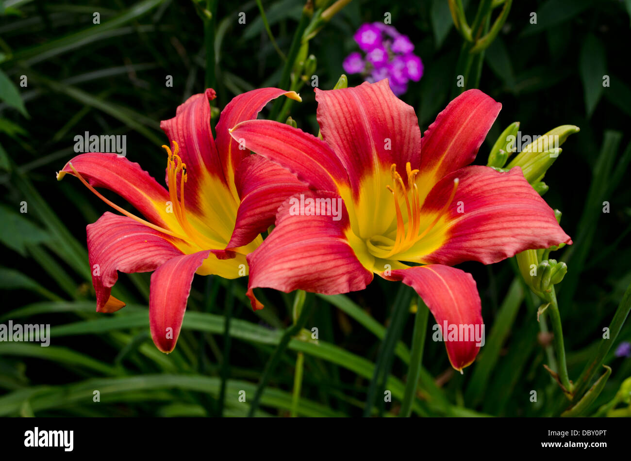 Rouge et jaune aux couleurs vives - hémérocalles hémérocalles - dans un jardin d'été. Banque D'Images