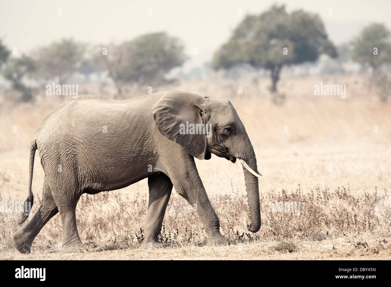 Éléphant sauvage Banque D'Images