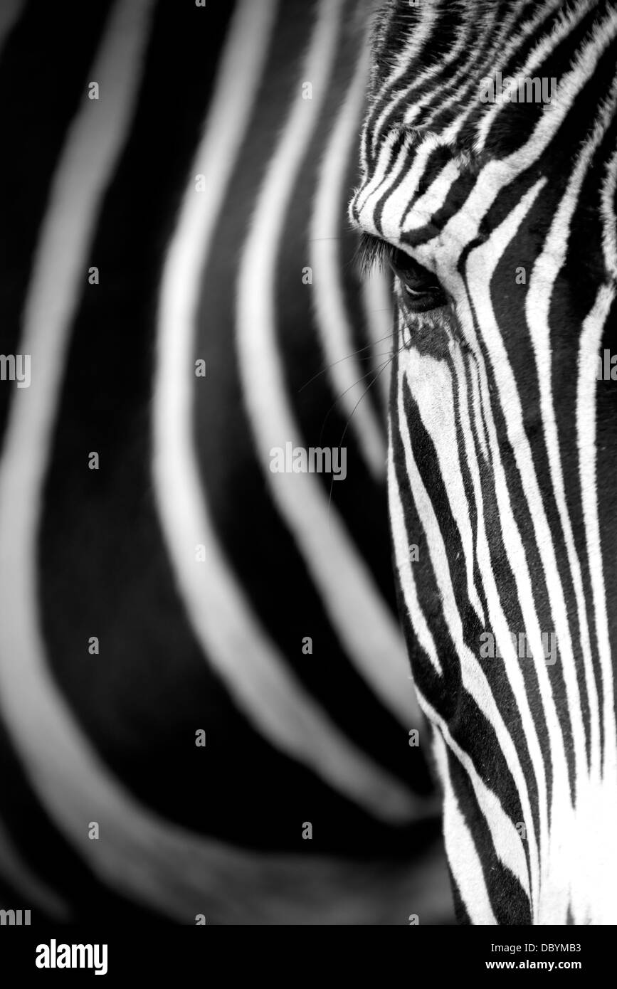 Une image monochromatique de la face d'un zèbre de Grevy Banque D'Images