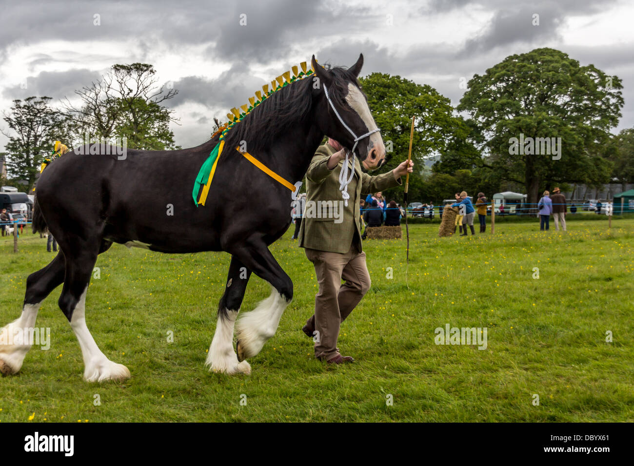 Cheval lourd dans le show ring Banque D'Images